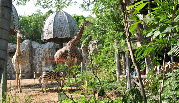تقع حديقة حيوانات دوسيت في وسط مدينة بانكوك، مما يجعله مكانًا مناسبًا للزيارة، وهي وجهة جميلة للسياح في بانكوك