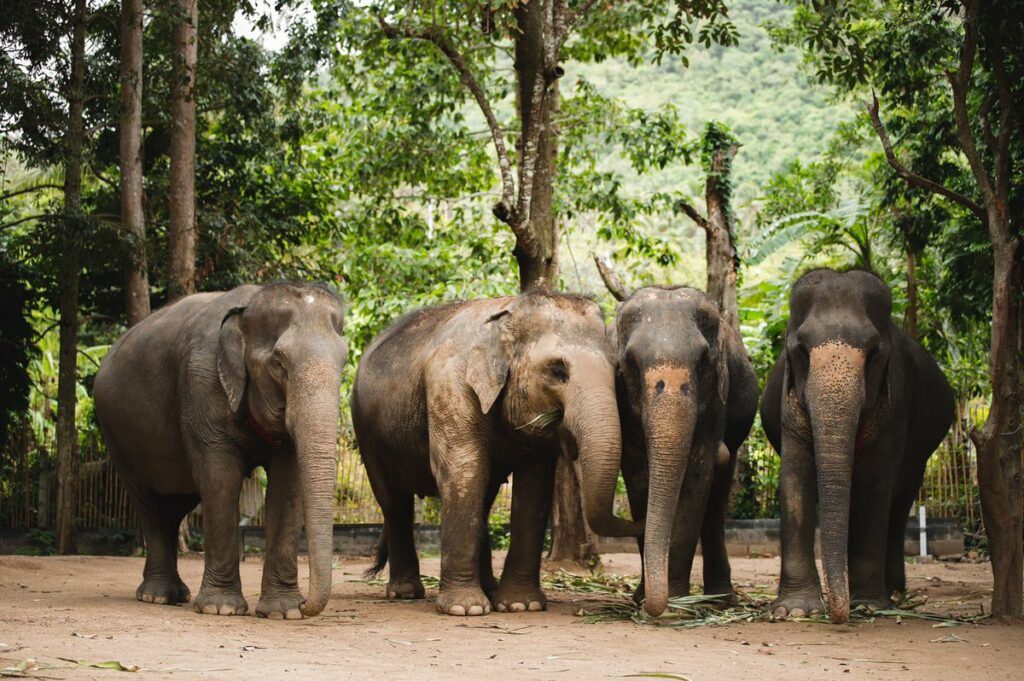 محمية غابة الفيلة بوكيت أحد حدائق بوكيت