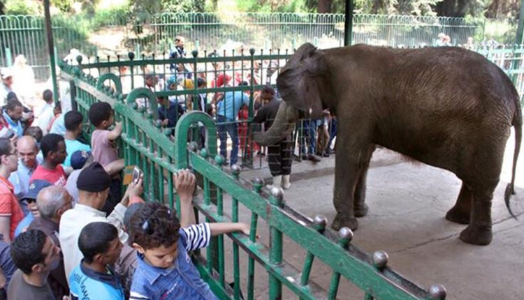 حديقة حيوان الجيزة احد اماكن سياحية للاطفال في القاهرة 