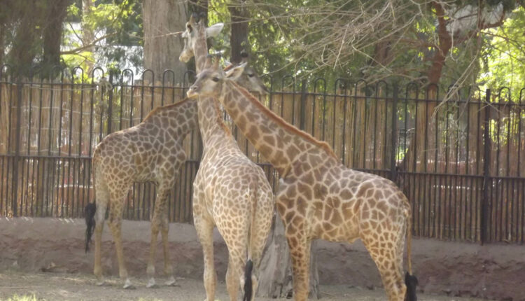 حديقة حيوانات الجيزة من أفضل حدائق في القاهرة
