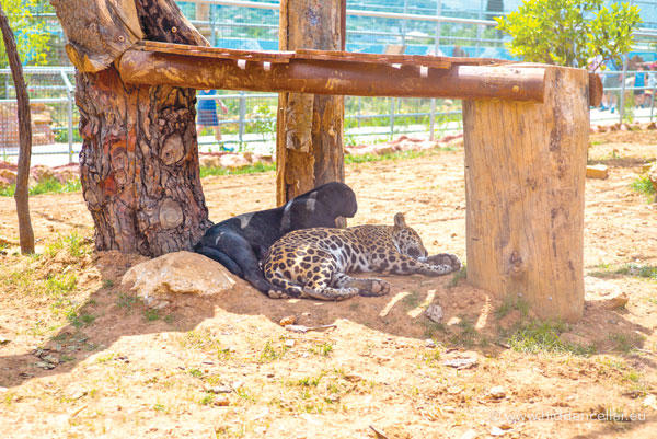 حديقة حيوان أثينا من أبرز أماكن السياحة للأطفال في أثينا