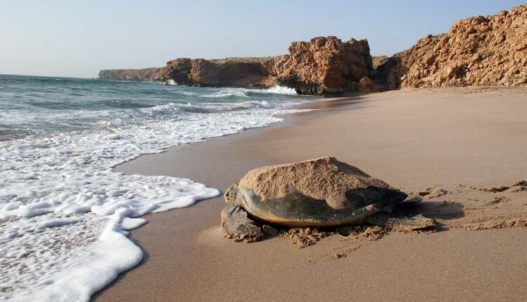 شاطئ السلاحف الشرقية سلطنة عمان.
