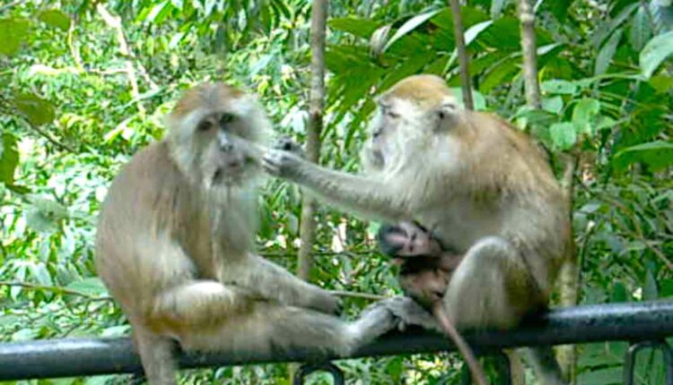 حديقة القرود في ماليزيا من أفضل حدائق ماليزيا